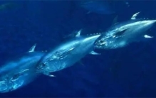 盘点海洋中价值不菲的10种鱼类有哪些（蓝鳍金枪鱼）
