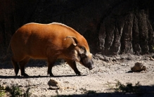 世界上最奇怪的野猪，你知道几种？