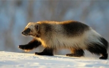 非常低调的一级保护动物有哪些（貂熊）