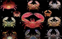 有没有进化出完全适应陆地生活的螃蟹呢（有）