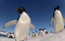 园丁鸟和帝企鹅是怎样求偶的呢（偷石献礼）