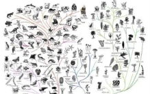 两性繁殖的发明者是谁（远古盾皮鱼）