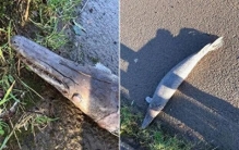 英国男孩上学路上发现奇怪生物 疑似鳄雀鳝