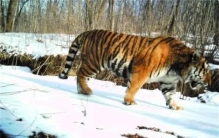 猛兽为何很少主动攻击人类呢（人类直立行走）