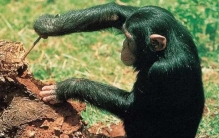 盘点10个动物学研究的奇特发现是什么（黑猩猩懂得使用工具）
