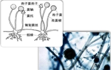 真菌是动物还是植物（都不属于）