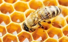 蜜蜂有哪些我们不知道的有趣的行为呢（有民主决策）