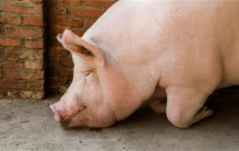 姐妹花2600元合伙买了一头年猪 购买年猪的意义