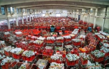 昆明有几个花卉市场？昆明值得去的六大花卉市场