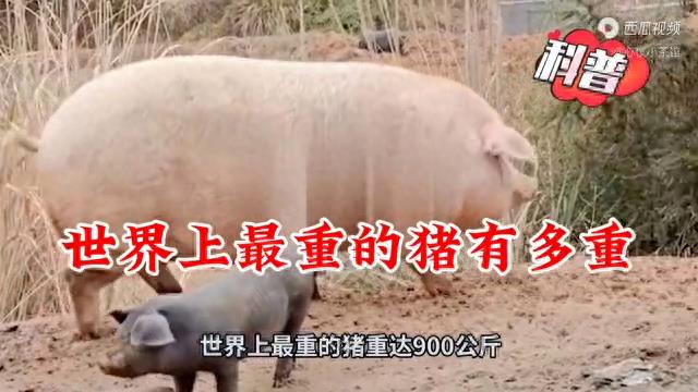 世界上最重的猪有多重