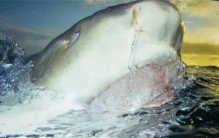 北极鲨鱼竟能活将近半个世纪（400年）