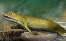 水生动物的鳍是什么时候演变成四肢的（泥盆纪晚期）