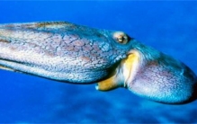 海洋里最聪明的软体动物是什么（章鱼）