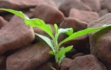 杂草的生命力为什么如此顽强（强大的适应能力）