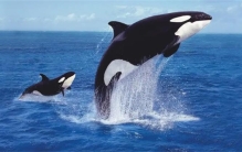世界上最强的海洋生物(虎鲸)
