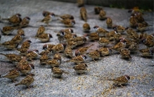 麻雀随处可见为何很少看到麻雀的尸体（四种原因）