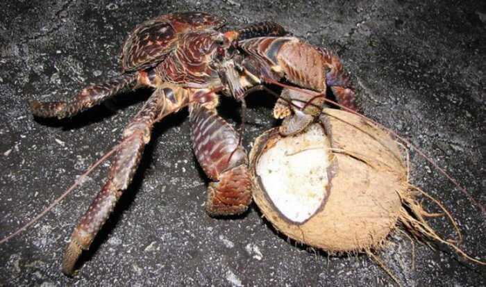 世界上最奇怪的螃蟹，椰子蟹可以长到1米长