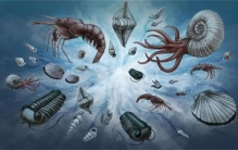 寒武纪的生命爆发是循序渐进进化的吗（是）