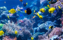 在五亿年前海洋里的生物是五颜六色的吗（是的）