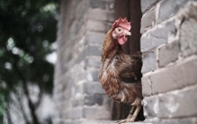 世界上最“嚣张”的鸡，吃一口牢底坐穿，它到底是什么来头？
