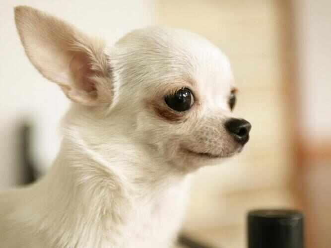 世界上最小的狗是什么品种？吉娃娃身高约15厘米