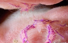 奇异生物图：可怕的“无头狗”，深海鱼长着粉红色的老鼠脸