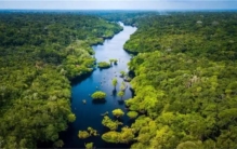 热带雨林是否可以帮人类带走二氧化碳（吸收大部分）