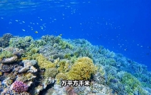 世界上最大的海——珊瑚海，大约为479万平方千米