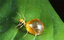 这个地球上唯一会采蜜的蚂蚁是什么（蜜蚁）
