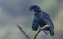 南美洲的一种长相怪异的鸟类是什么（长耳垂伞鸟）