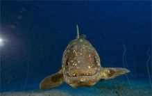 人类的远祖是什么动物（腔棘鱼）