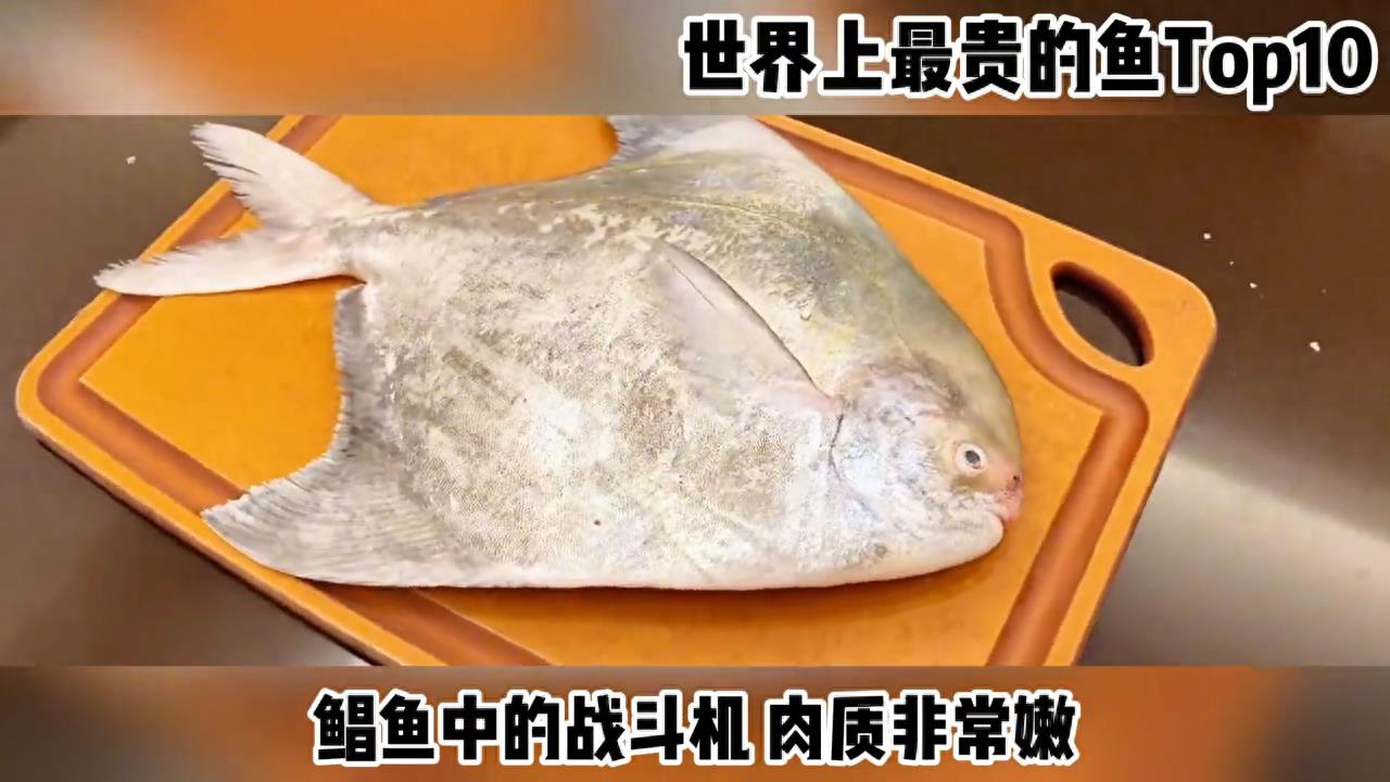 你知道世界上最贵的鱼是什么吗？ 世界上最贵的鱼Top10 #百科