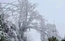 峨眉山独自旅行者陈小佳坠崖