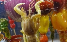 20种奇异生物照：皮皮虾被做成糖葫芦，煮熟后的蛋变成了透明的！