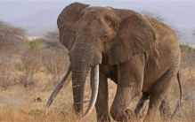 为何大象会进化出蒲扇一样的大耳朵（为了适应热带气候）