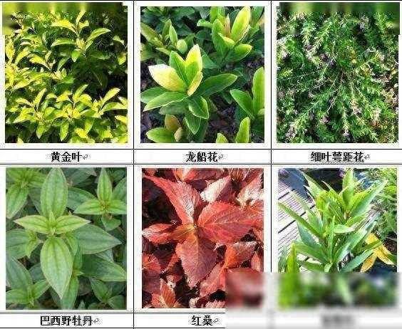 干货丨垂直绿化的植物选择（华南地区）