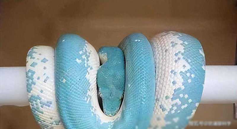 全球最贵的蟒蛇价值多少？一条350万，网友感叹：太美了