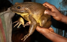 20张照片看世界，地球上现存最大的蛙，33 厘米，重达 3.25 公斤