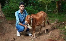 世界上最小的牛是什么牛（印度瘤牛）