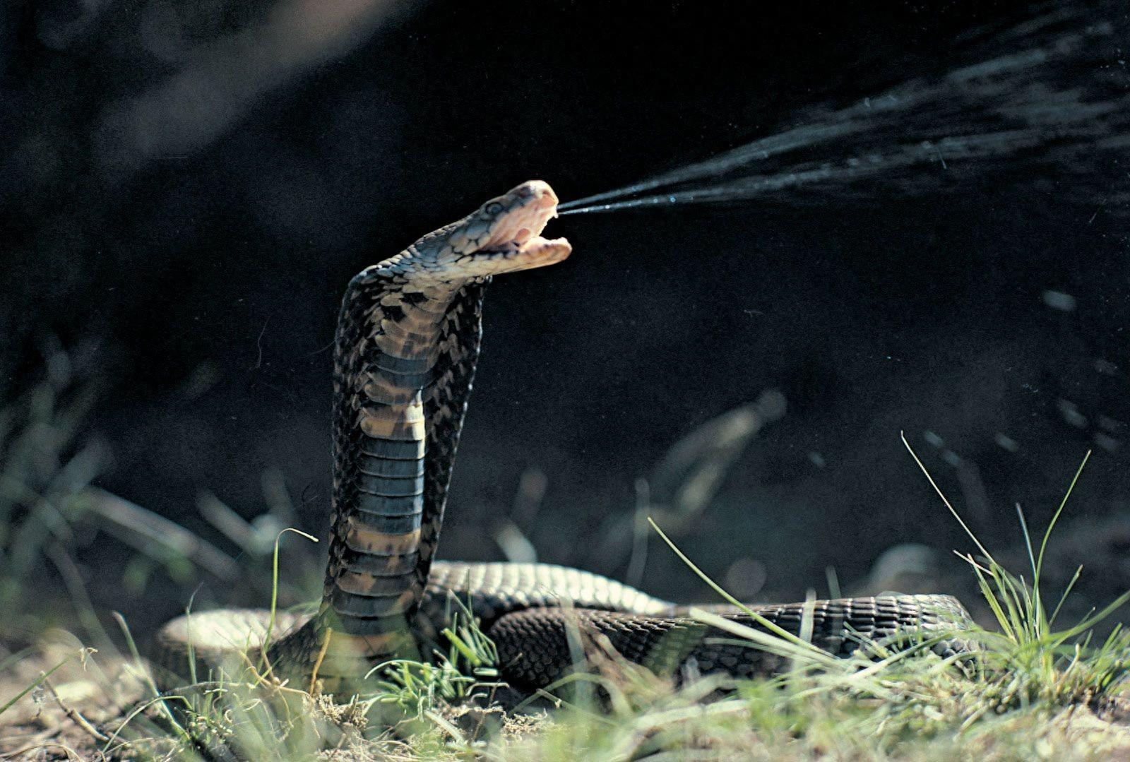世界上最致命的 9 种蛇