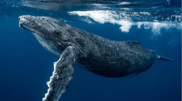 世界十大特色鲜明的动物，蓝鲸体重可达180吨