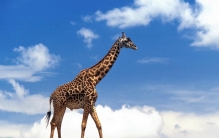 世界上最高的10种动物