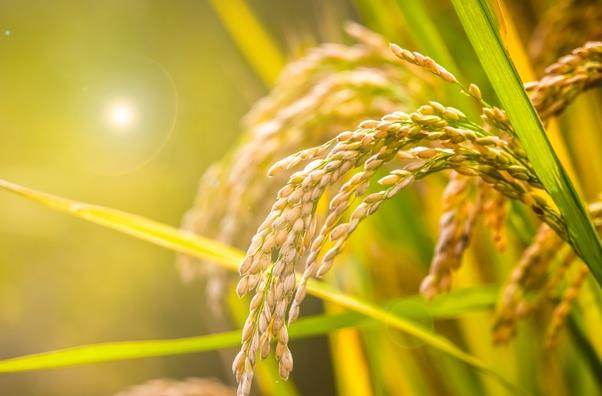 中国水稻产量省份排名前十：湖北排第五，黑龙江排第一位