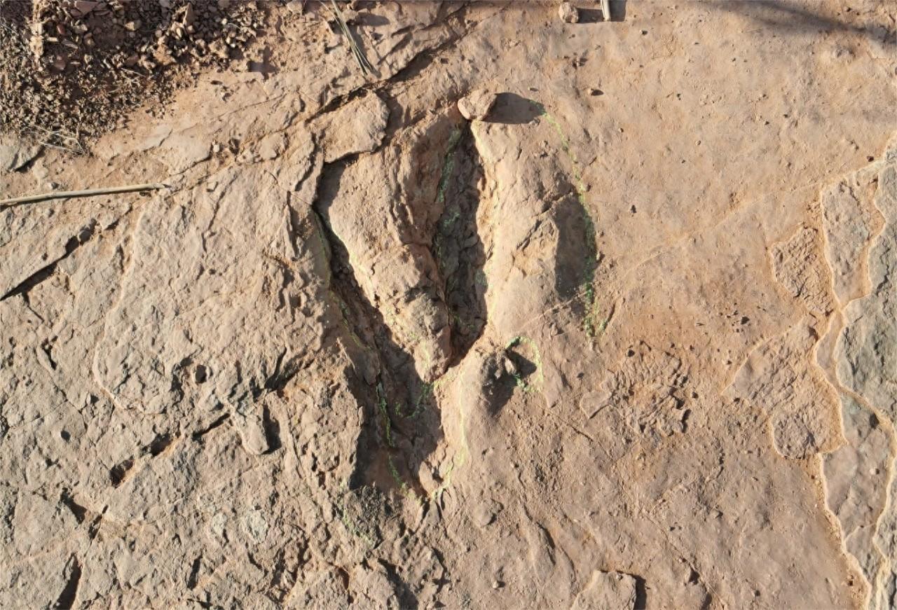 已知全球最大的恐爪龙类足迹现身，命名为“英良福建足迹”