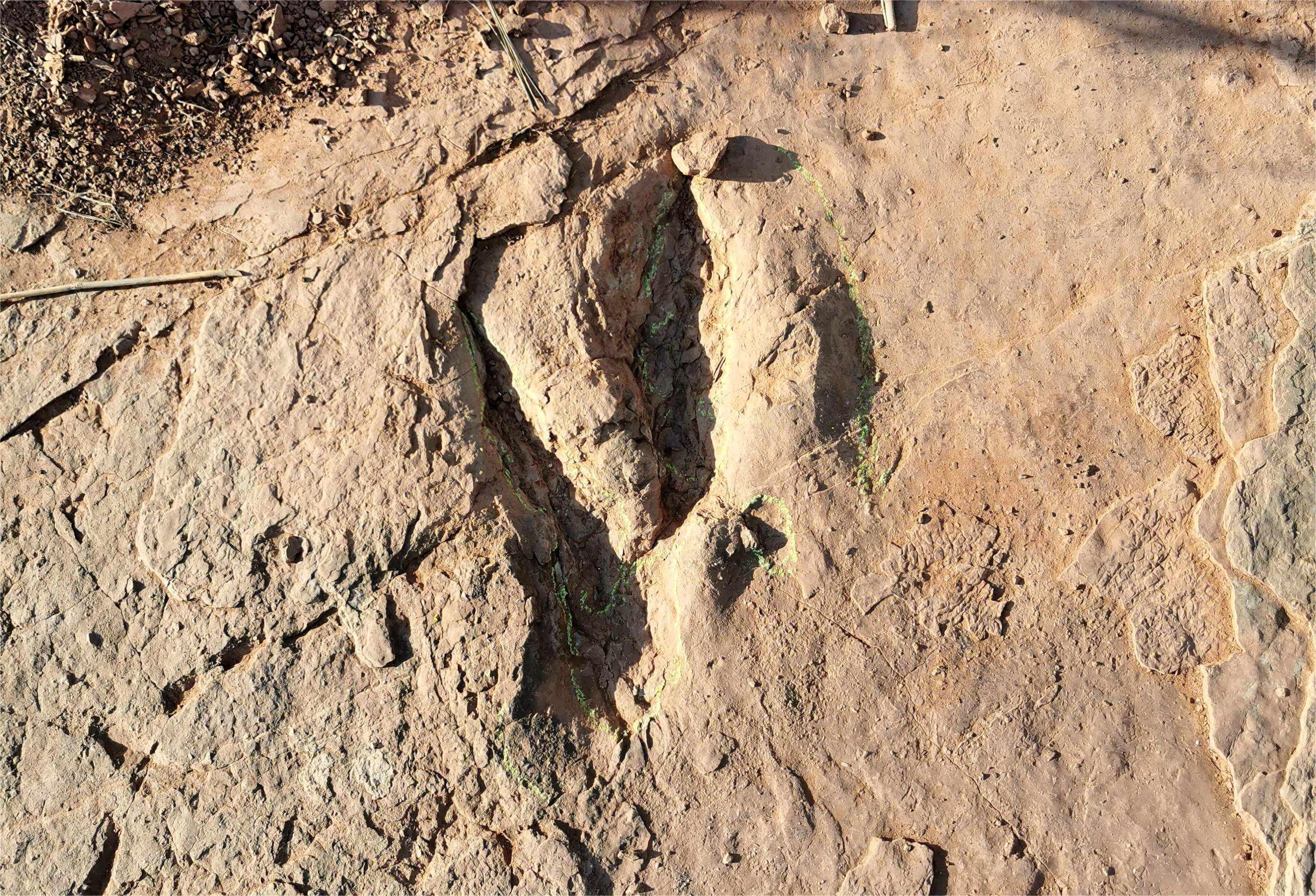 中国科学家发现世界最大恐爪龙类足迹