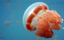 世界上现存最古老的动物（海蜇）