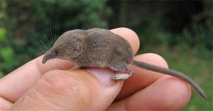 世界上最小的陆生哺乳动物是什么（鼩鼱）