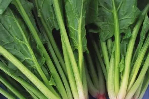 十大维生素B2蔬菜含量排行榜：苦瓜上榜，菠菜排第一
