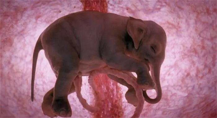 世界上妊娠期最长的动物是什么（亚洲象）
