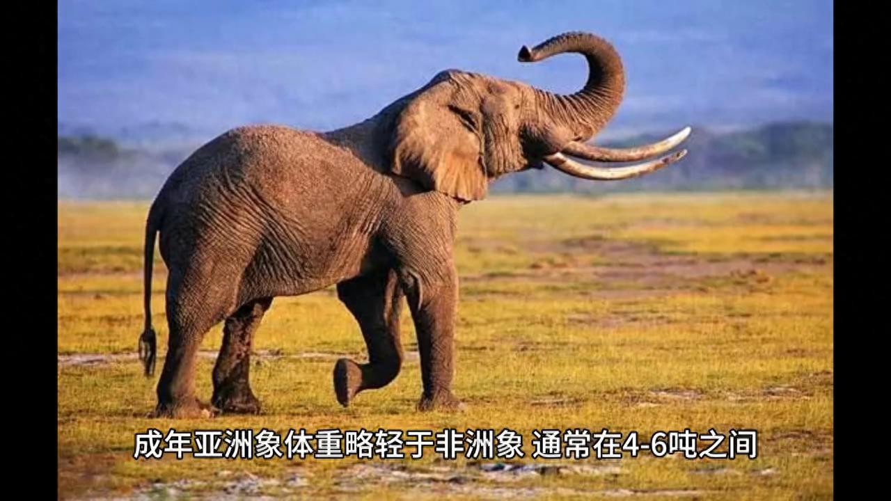 世界上最重的动物排名：蓝鲸、非洲象、海牛、猛犸象